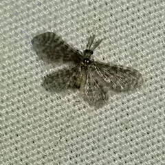 Nallachius americanus