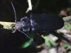Hystatus javanus