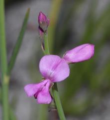 Indigofera ionii