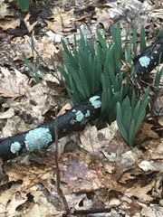 Narcissus pseudonarcissus pseudonarcissus