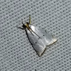 Argyria gonogramma