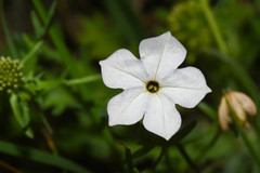 Calibrachoa pygmaea