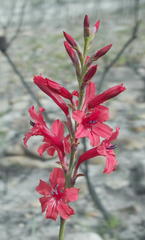 Tritoniopsis pulchra