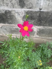Cosmos bipinnatus