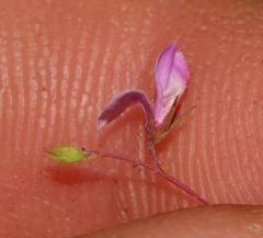 Indigofera filicaulis