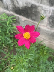 Cosmos bipinnatus