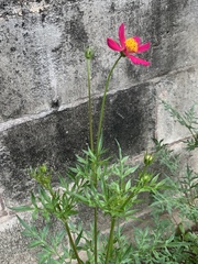 Cosmos bipinnatus