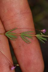 Indigofera filicaulis