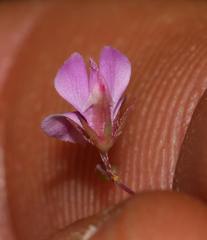 Indigofera filicaulis