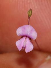 Indigofera filicaulis
