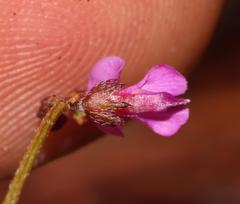 Indigofera sp16