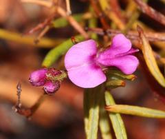 Indigofera sp16
