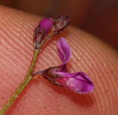 Indigofera sp16