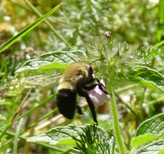 Anthophora montana