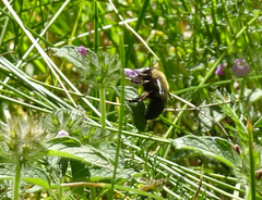 Anthophora montana