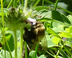 Anthophora montana