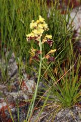 Tritoniopsis parviflora parviflora