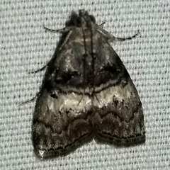 Pococera maritimalis