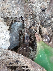 Allonemobius maculatus