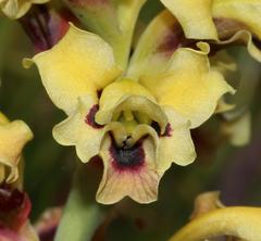 Tritoniopsis parviflora parviflora