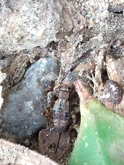 Allonemobius maculatus