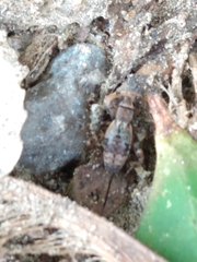 Allonemobius maculatus