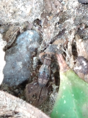 Allonemobius maculatus