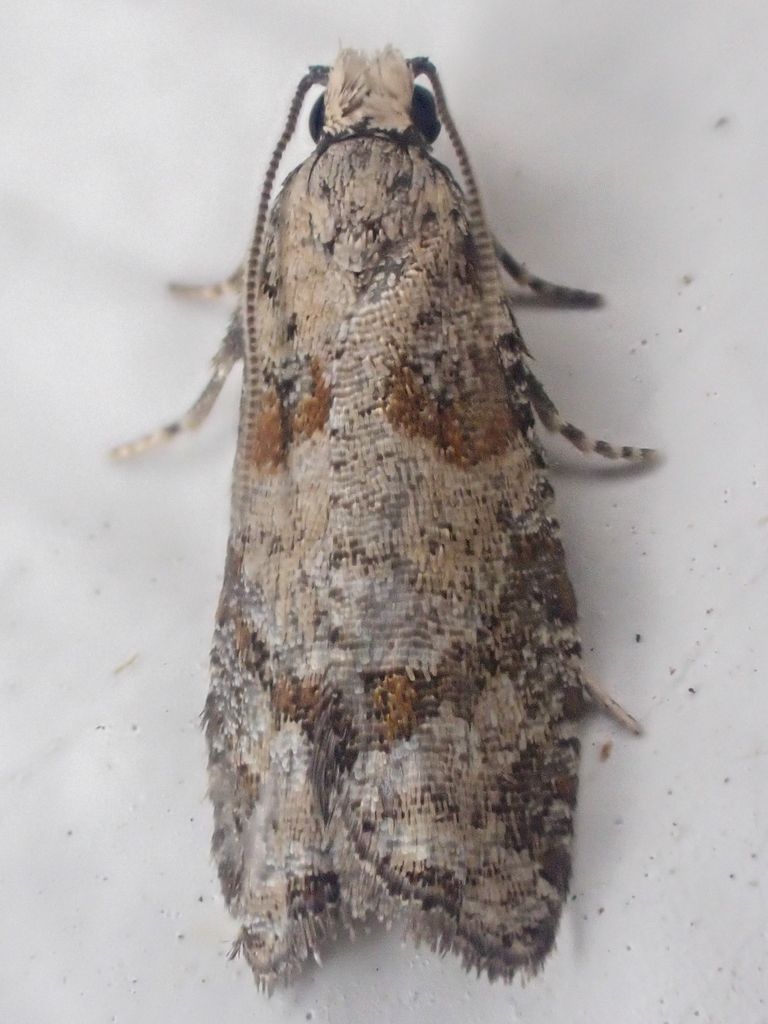 Red-striped Needleworm Moth