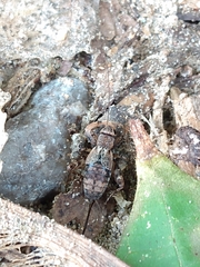 Allonemobius maculatus