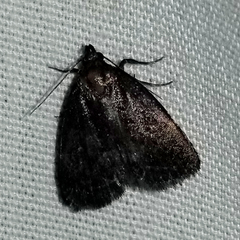 Idia diminuendis