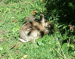 Sylvilagus floridanus