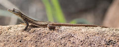Platysaurus intermedius intermedius