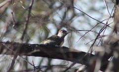 Campethera abingoni abingoni