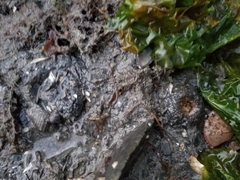 Anthopleura artemisia