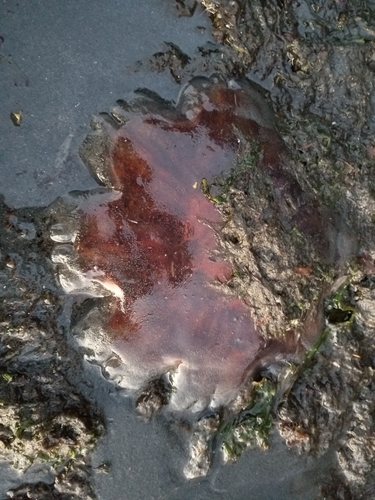 Pacific Lion's Mane Jelly photographed in Alaska