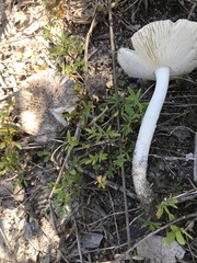 Amanita arenicola