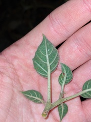 Datura wrightii