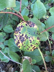 Mycosphaerella chimaphilae