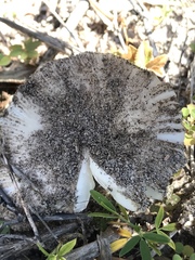 Amanita arenicola