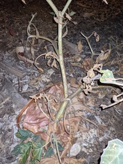 Datura wrightii