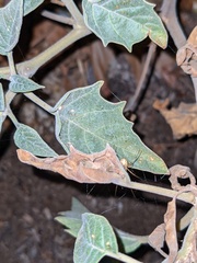 Datura wrightii