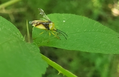 Elasmostethus atricornis