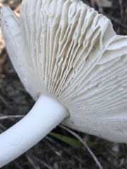 Amanita arenicola