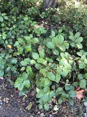 Mycosphaerella chimaphilae