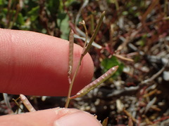 Planodes virginicum