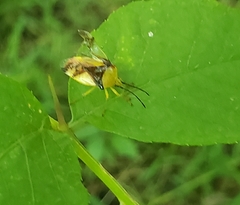 Elasmostethus atricornis