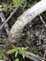 Amanita arenicola