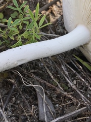 Amanita arenicola