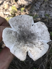 Amanita arenicola