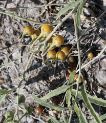 Solanum elaeagnifolium